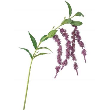 Amaranthus Purple Spray 68cm