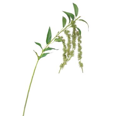 Amaranthus Green Spray 68cm