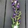 Purple Wild Delphinium Spray 71cm
