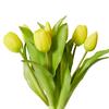 Yellow Tulip Bundle 5s
