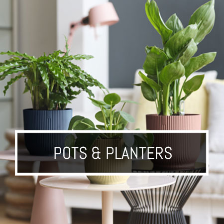 Pots & Planters