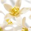 Nuxe Huile Prodigieuse Neroli Oil - 100 ml