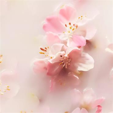 Ritual of Sakura  Shimmer Body Spray 150ml