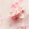 Ritual of Sakura  Shimmer Body Spray 150ml