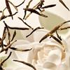 Ritual of Karma Body Collection 100ml