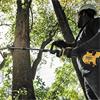Dewalt DCMASPS5N - 54v XR Fvolt Spli Boom Sys Pole Saw Att