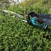 Makita UH020GZ - Brushless Hedgetrimmer 50cm - Body Only