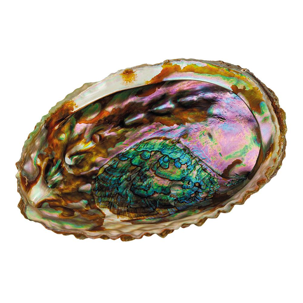 Croll and Denecke Abalone Shell Soap Dish ecostore.ie Ireland