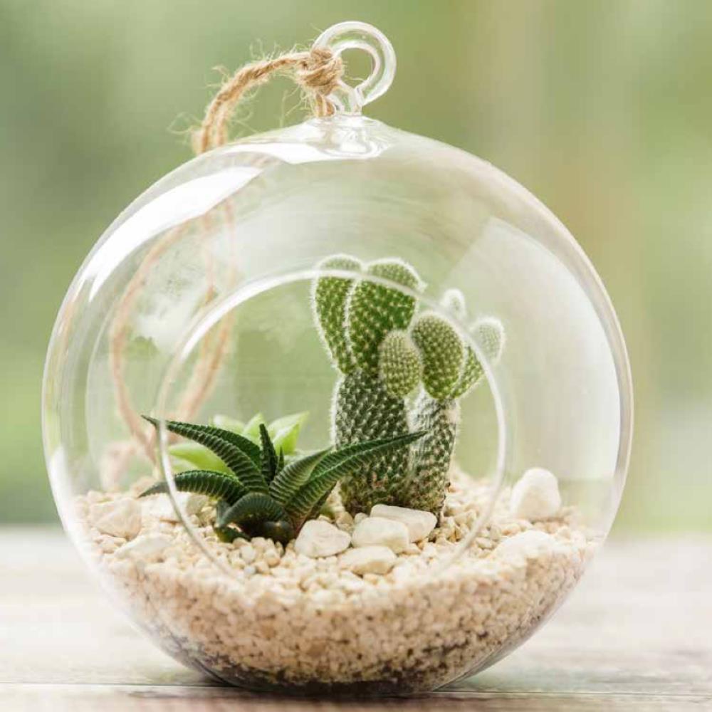 Large Glass Globe Terrarium Your Home and Garden