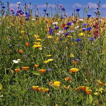 Bee & Butterfly Mix 6g