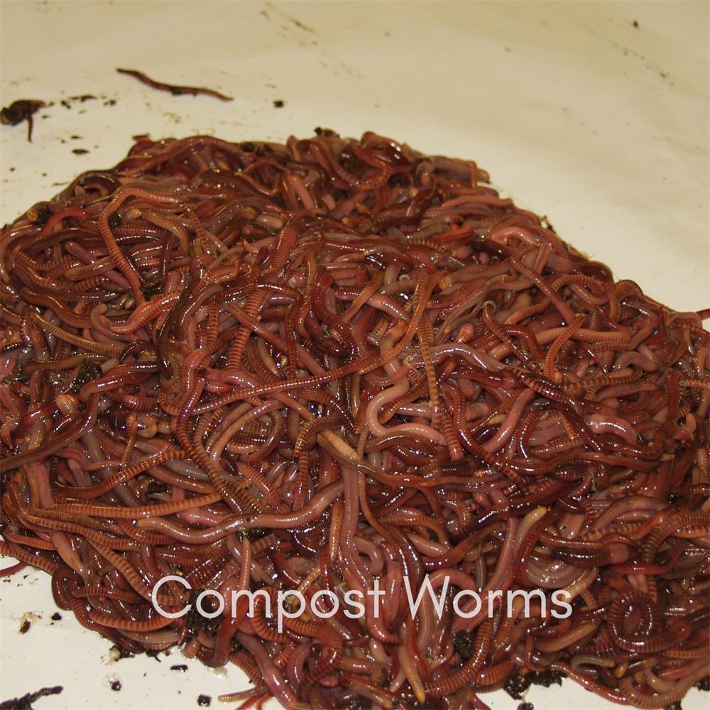 WormWorks Composting Worms 1kg ecostore.ie Ireland