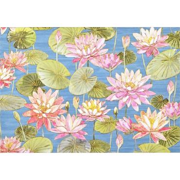 Peter Pauper Press Water Lilies Note Cards