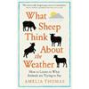 Amelia Thomas What Sheep Think About the Weather