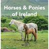 Sarah O'Connor Horses And Ponies Of Ireland