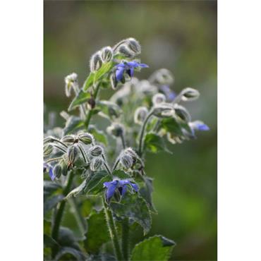 Ciarán De Buitléar Nature's Acre: An Irish Garden Memoir Of Making A Place Where Life Grows