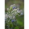 Ciarán De Buitléar Nature's Acre: An Irish Garden Memoir Of Making A Place Where Life Grows