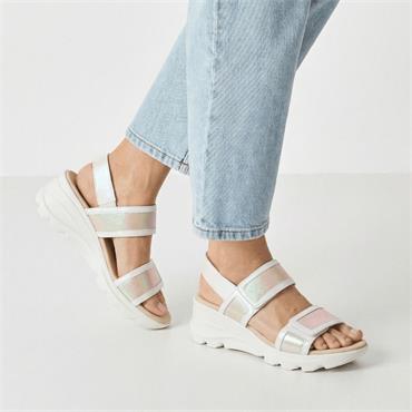 JOSE SAENZ 5329 - WHITE ROSE