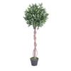 Bay Tree H120cm