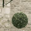 Boxwood Ball 30cm