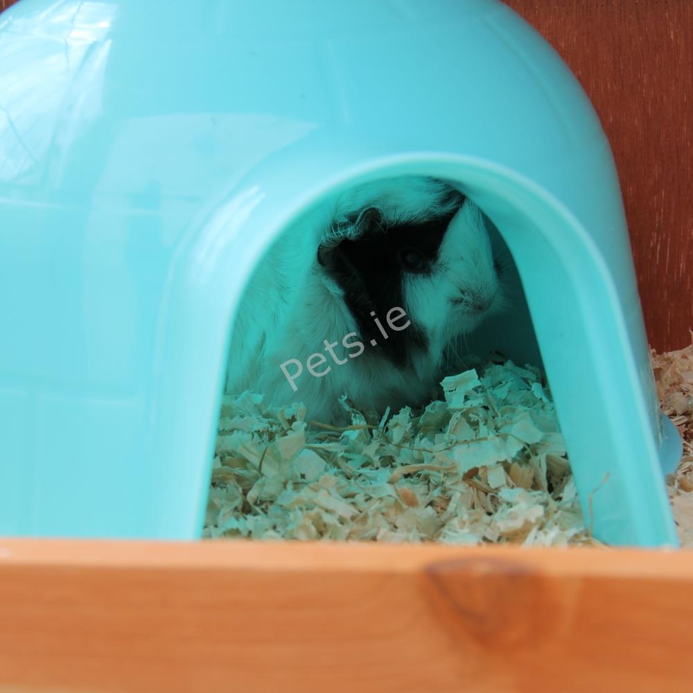 Guinea Pig Hide Out Pets.ie Ireland