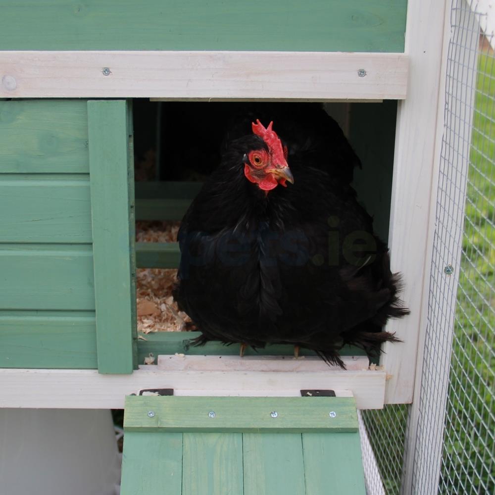 The Holly Chicken Coop With Run 2 Chickens Pets.ie Ireland