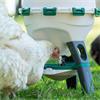 Optimus Chicken Tank Drinker - 25L