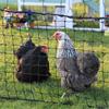 Chicken Fencing With Gate - 12m - Green