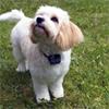 Dog Fence Kit - Small