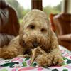 Pets.ie Deer Antler - Natural Dog Chew Treat - Small