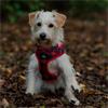 Ancol The Soho Pet - Recycled Material - Reversible Harness - Tartan & Star Patterned