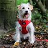 Ancol The Soho Pet - Recycled Material - Reversible Harness - Tartan & Star Patterned