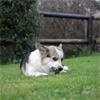 Whimzees Alligator - Natural Dental Chew Treat - Large