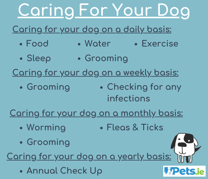 Caring For Your Dog Pets.ie | Ireland