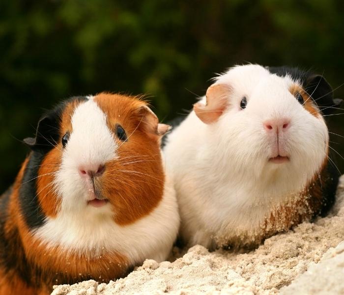 Male Guinea Introducing Guinea Pigs Pets What's The