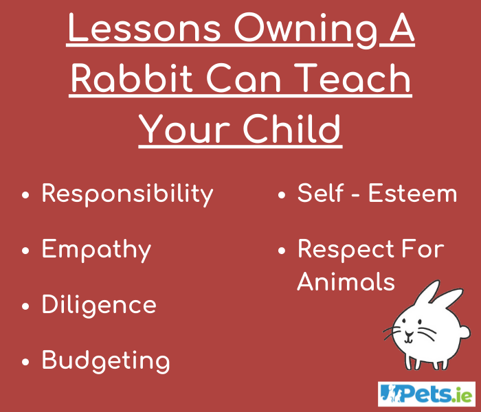 Lessons Owning A Rabbit Can Teach Your Child Pets.ie | Ireland